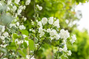 Philadelphus 'Virginal' - 2 Ltr pot - image 5
