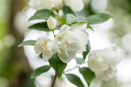 Philadelphus 'Virginal' - 50-60 CM C7.5 - image 4