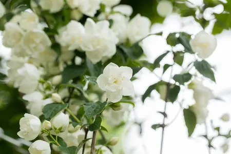 Philadelphus 'Virginal' - 30-40 CM C6 - image 5
