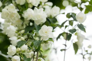 Philadelphus 'Virginal' - 30-40 CM C6 - image 5