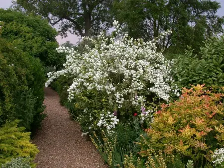 Philadelphus 'Virginal' - 2 Ltr pot - image 2