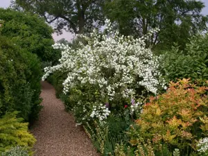 Philadelphus 'Virginal' - 2 Ltr pot - image 2