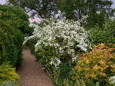 Philadelphus 'Virginal' - 30-40 CM C10 - image 2