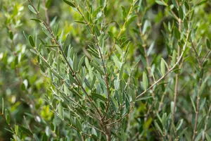 Phillyrea angust. 'Green Line' - 30-40 CM C3