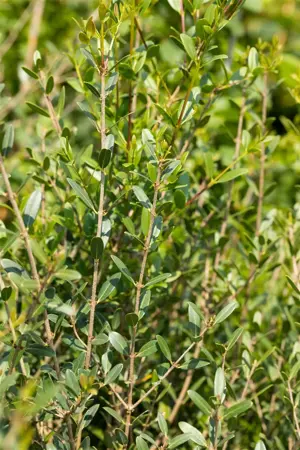 Phillyrea angustifolia - 3 Ltr pot - image 2