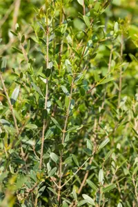 Phillyrea angustifolia - 3 Ltr pot - image 2
