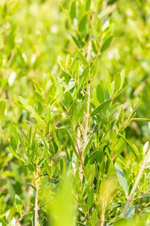 Phillyrea angustifolia - 25-30 CM C3 - image 4
