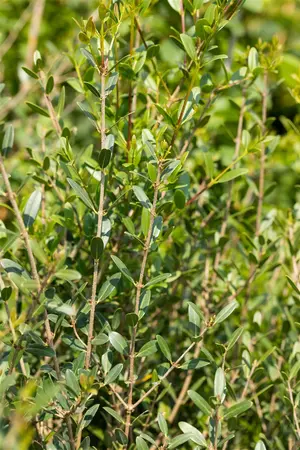 Phillyrea angustifolia - P12 - image 2