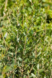 Phillyrea angustifolia - 50 CM BALL C35 - image 2