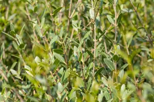 Phillyrea angustifolia