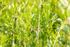 Phillyrea angustifolia - 60-80 CM C10 - image 5