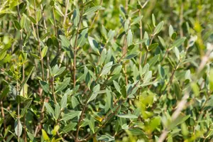 Phillyrea angustifolia - 100-125 CM RB - image 3