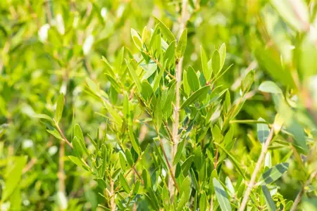 Phillyrea angustifolia - MULTISTEM 100-125 CM C90 - image 5