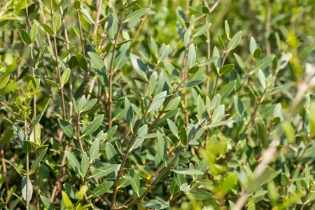 Phillyrea angustifolia - MULTISTEM 150-175 CM C70 - image 3