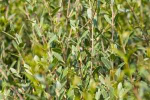 Phillyrea angustifolia