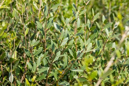 Phillyrea angustifolia - P12 - image 3