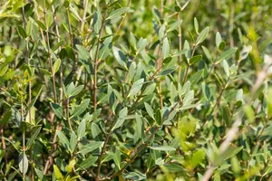 Phillyrea angustifolia - P12 - image 3