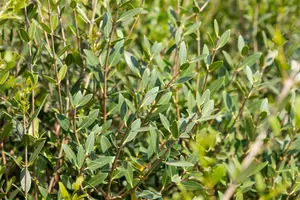 Phillyrea angustifolia - 20-25 CM C3 - image 3