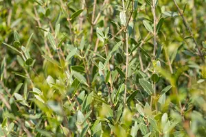 Phillyrea angustifolia - 50 CM BALL C35 - image 1