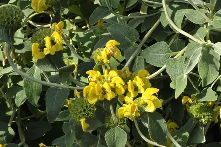 Phlomis frut. 'Bougaie' - 2 Ltr pot - image 1