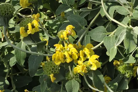 Phlomis fruticosa - 25-30 CM C2 - image 1
