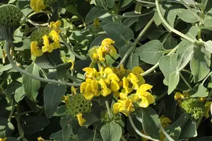 Phlomis fruticosa