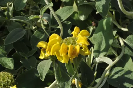 Phlomis fruticosa - 25-30 CM C2 - image 2