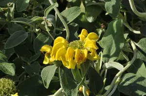 Phlomis fruticosa - 3 Ltr pot - image 2