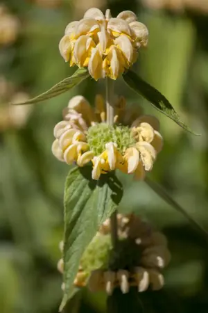 Phlomis russeliana - 1.5 Ltr pot - image 3