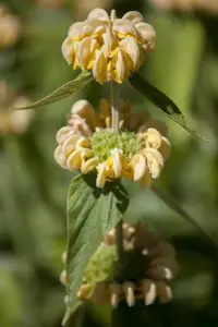 Phlomis russeliana - 1.5 Ltr pot - image 3