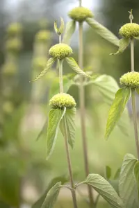 Phlomis russeliana - 1.5 Ltr pot - image 4
