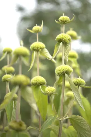 Phlomis russeliana - 1.5 Ltr pot - image 5