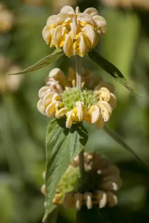Phlomis russeliana - P13 - image 3