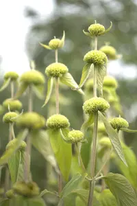 Phlomis russeliana - P13 - image 5