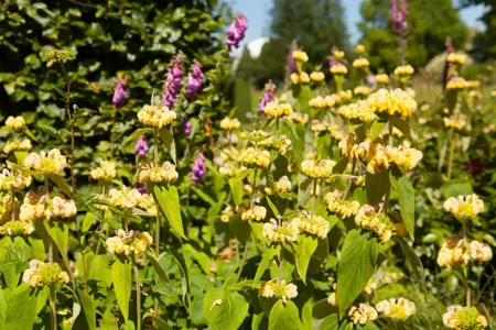 Phlomis russeliana - 1.5 Ltr pot - image 2