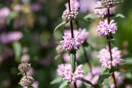 Phlomis tuberosa - 2 Ltr pot - image 2