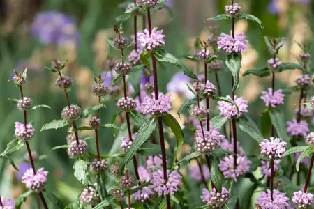Phlomis tuberosa - 2 Ltr pot - image 3