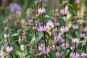 Phlomis tuberosa - 2 Ltr pot - image 3
