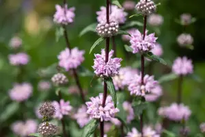Phlomis tuberosa - 2 Ltr pot - image 4