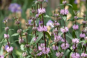 Phlomis tuberosa - 1.5 Ltr pot - image 3