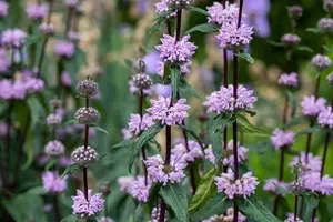 Phlomis tuberosa - 1.5 Ltr pot - image 5
