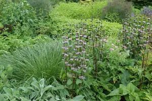 Phlomis tuberosa - 1.5 Ltr pot - image 1