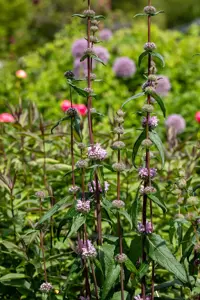 Phlomis tuberosa 'Amazone'