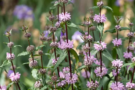 Phlomis tuberosa 'Pale Face' - P11 - image 3