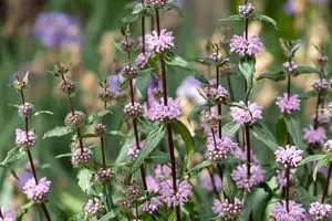 Phlomis tuberosa 'Pale Face' - P11 - image 3
