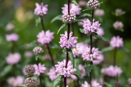 Phlomis tuberosa 'Pale Face' - P11 - image 4
