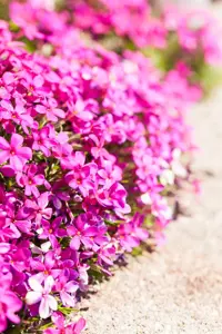Phlox (D) 'Red Admiral'