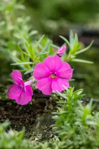 Phlox (D) 'Red Admiral' - P9 - image 2