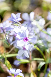 Phlox div. 'Chattahoochee' - P9 - image 3