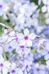 Phlox div. 'Chattahoochee' - P9 - image 5